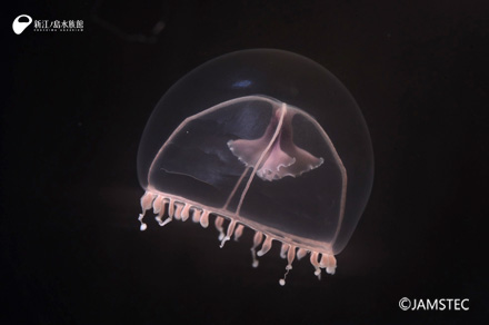 enosui-nadeshiko-kurage