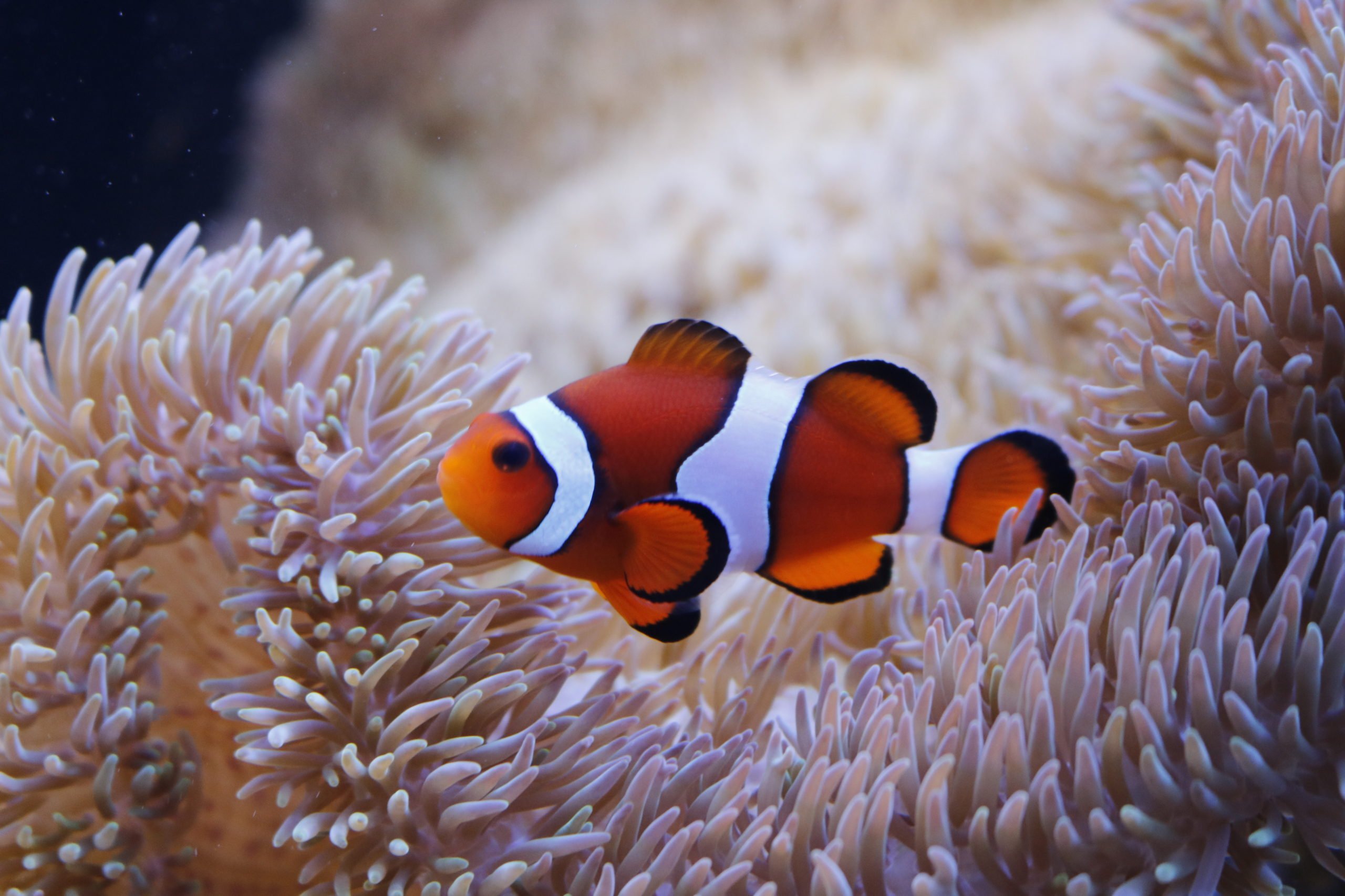 茅ヶ崎市 11月13日 クマノミマスターになろう！