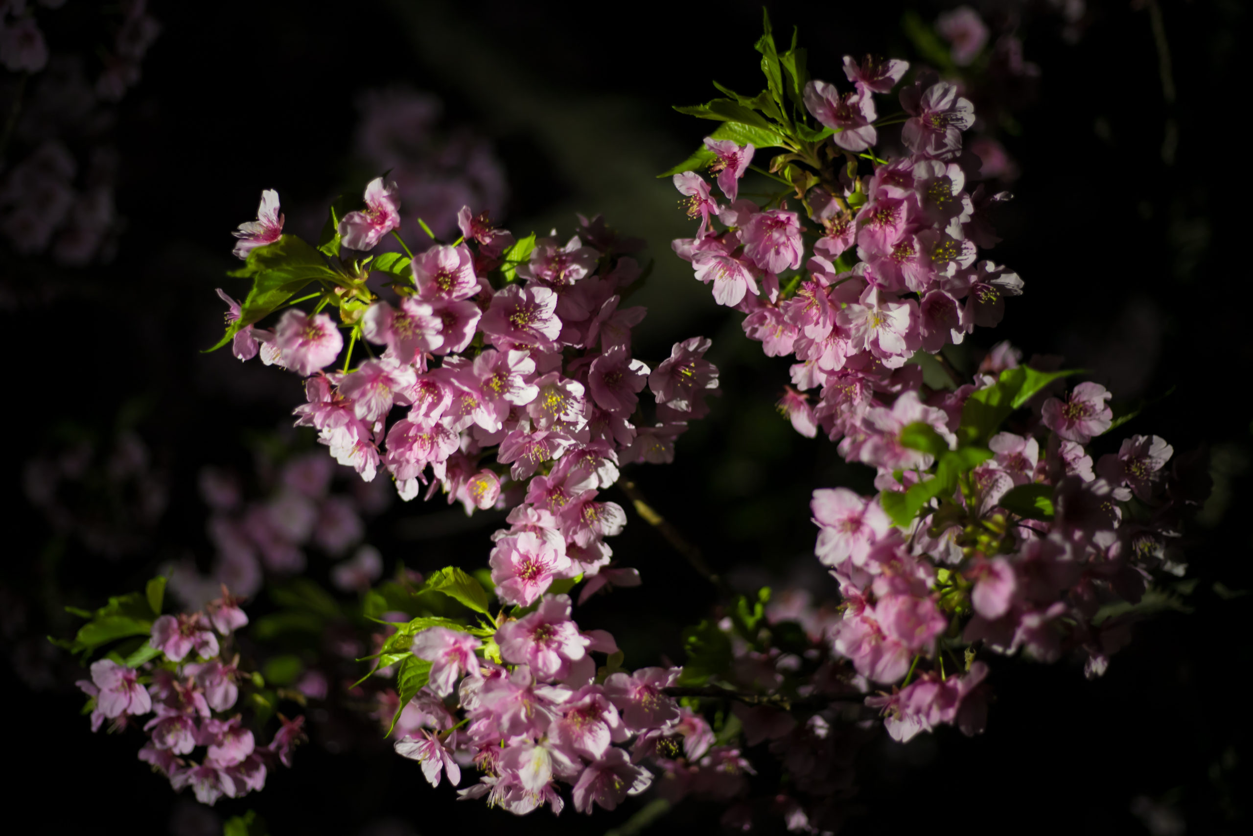 夜桜を楽しむライトアップ