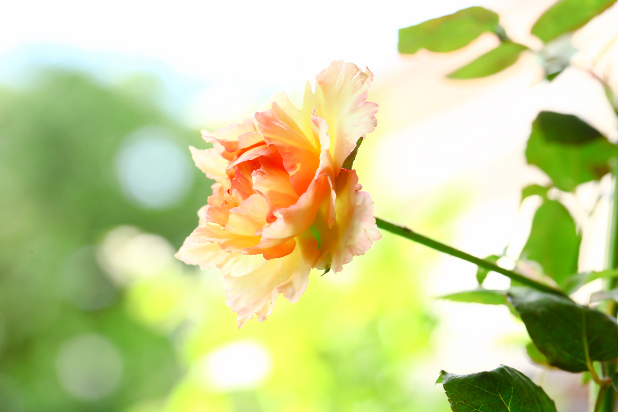 女性のウェルビーイングって何だろう