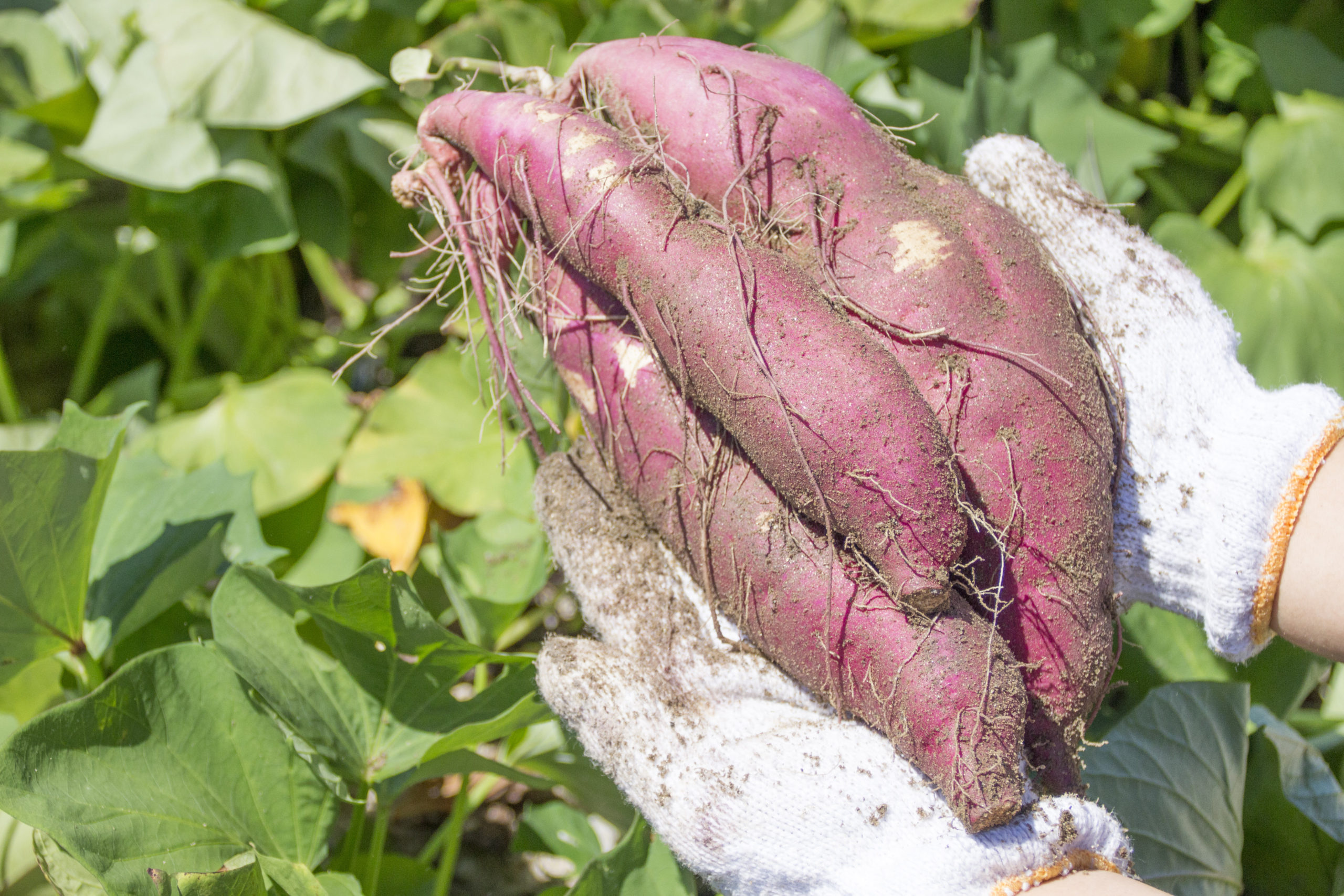 逗子市 名越緑地里山の会 親子でさつまいも堀り！【10月22日(土)】