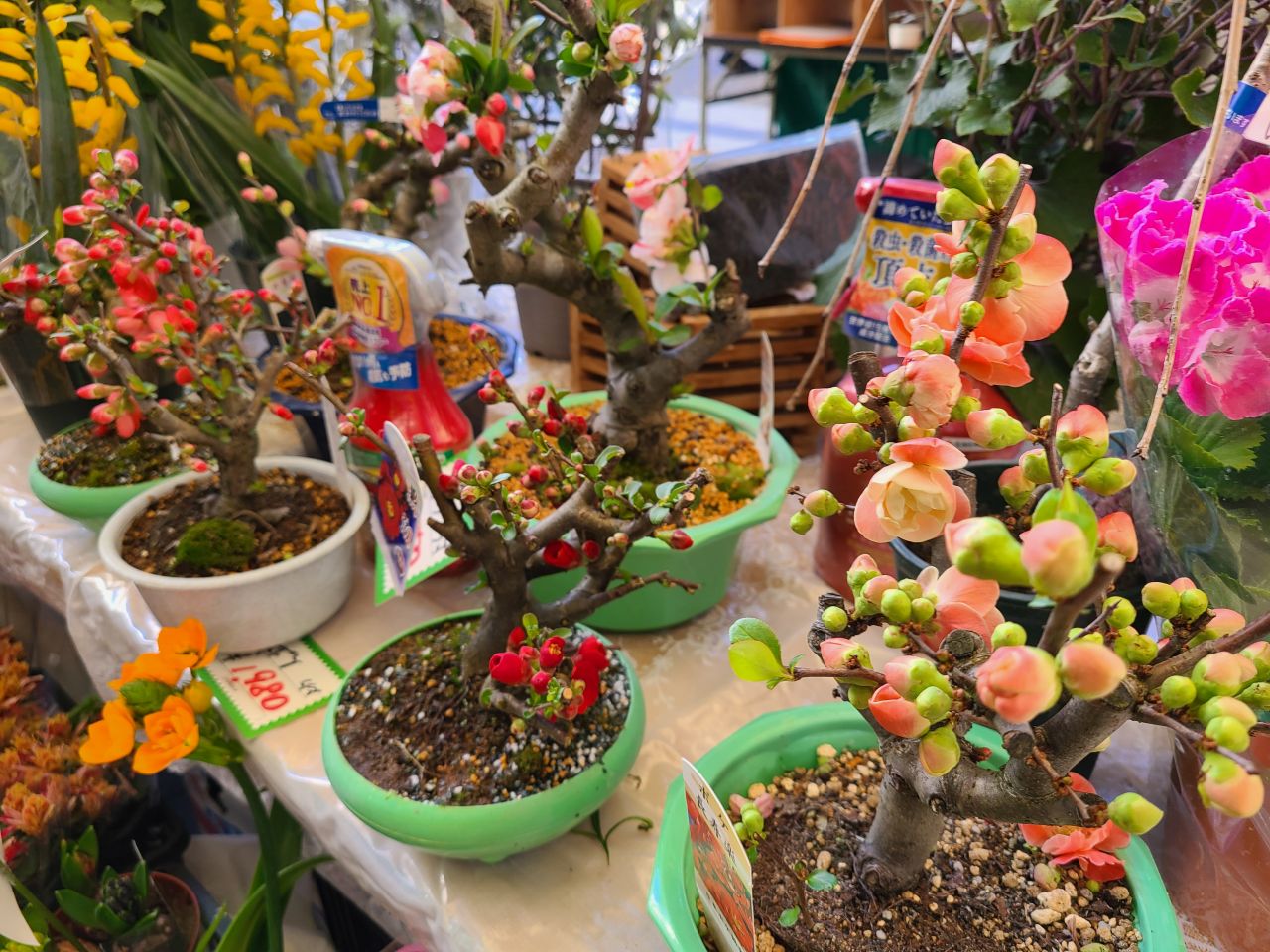 湯河原町 万葉子ぼんさい体験ワークショップを開催