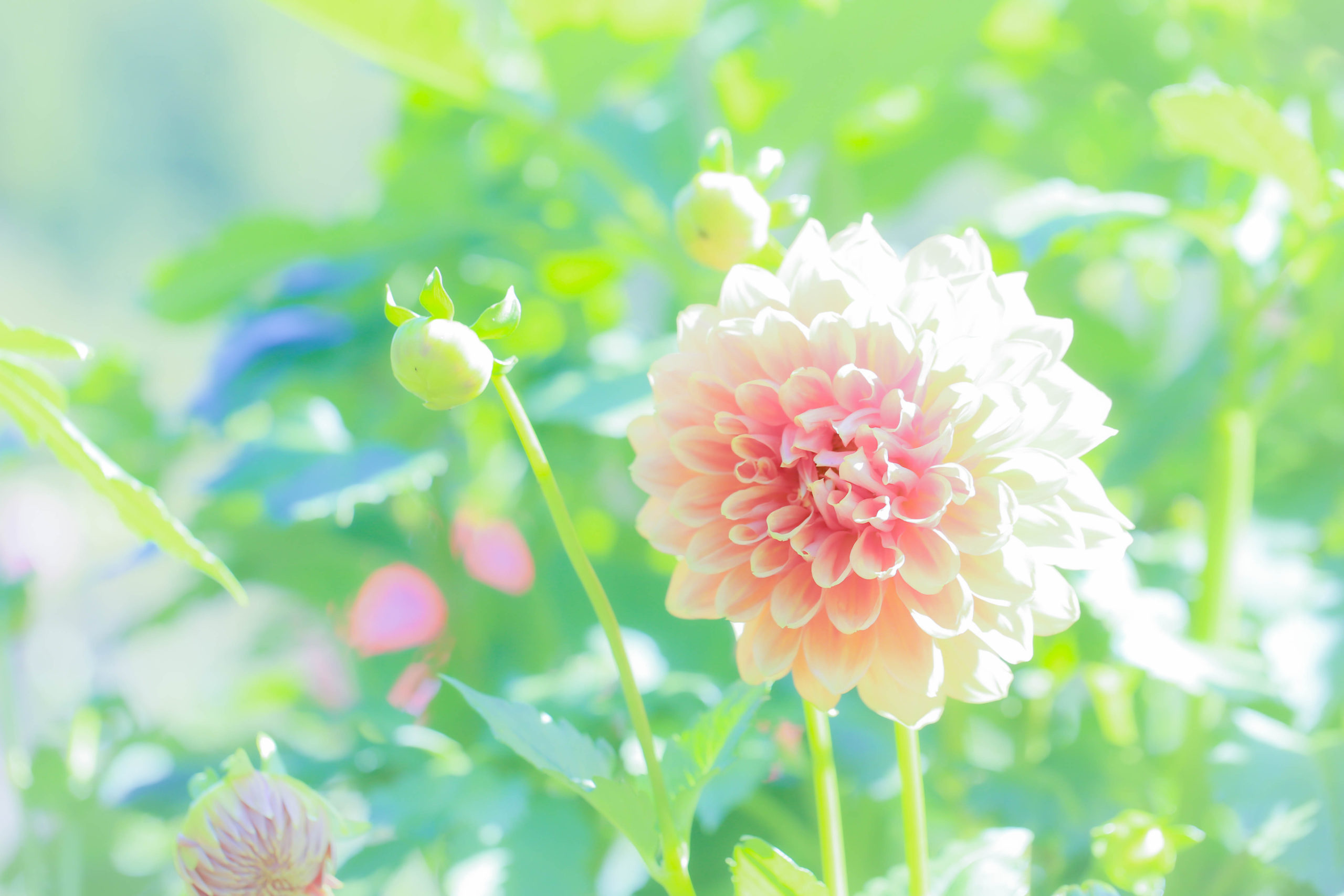 小田原市 小田原フラワーガーデン「2022オータムイベント」開催【10月1日(土)～10日(月、祝)】