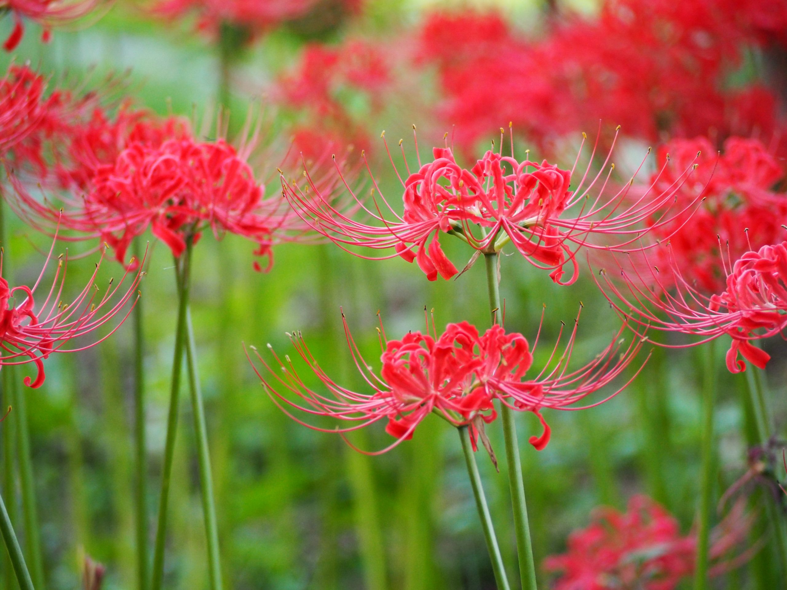 藤沢市 小出川沿いで「第15回 小出川彼岸花まつり」を開催