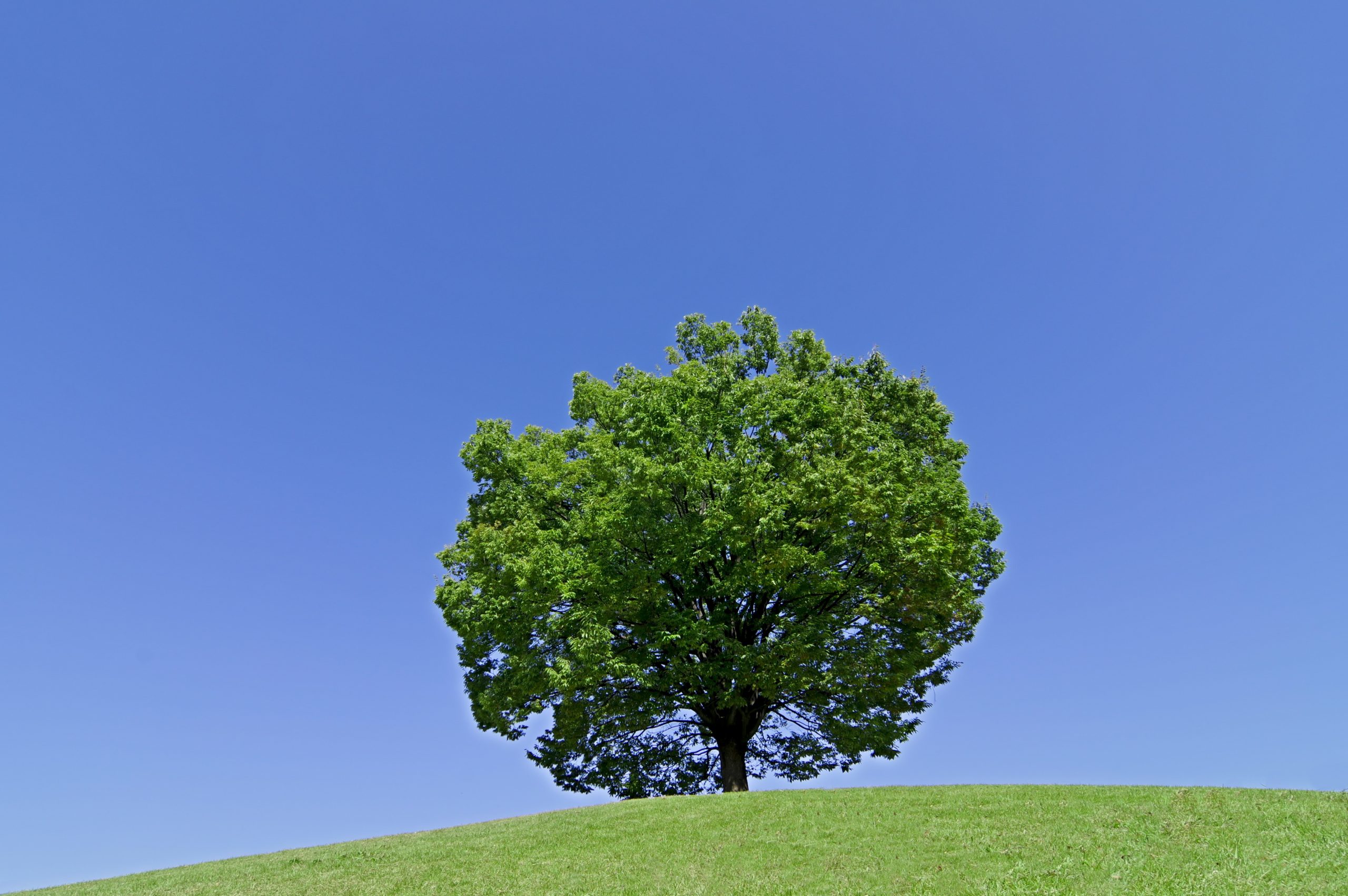 平塚市 「絵本で学ぼうSDGｓ」開催【11月19日(土)】