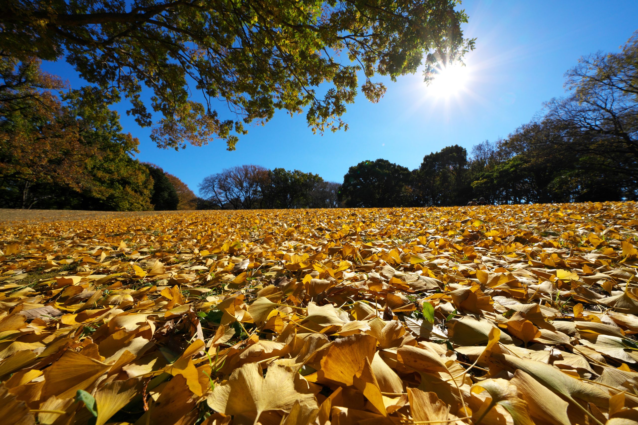三浦市 「令和4年度自然観察会」開催【11月26日(土)】