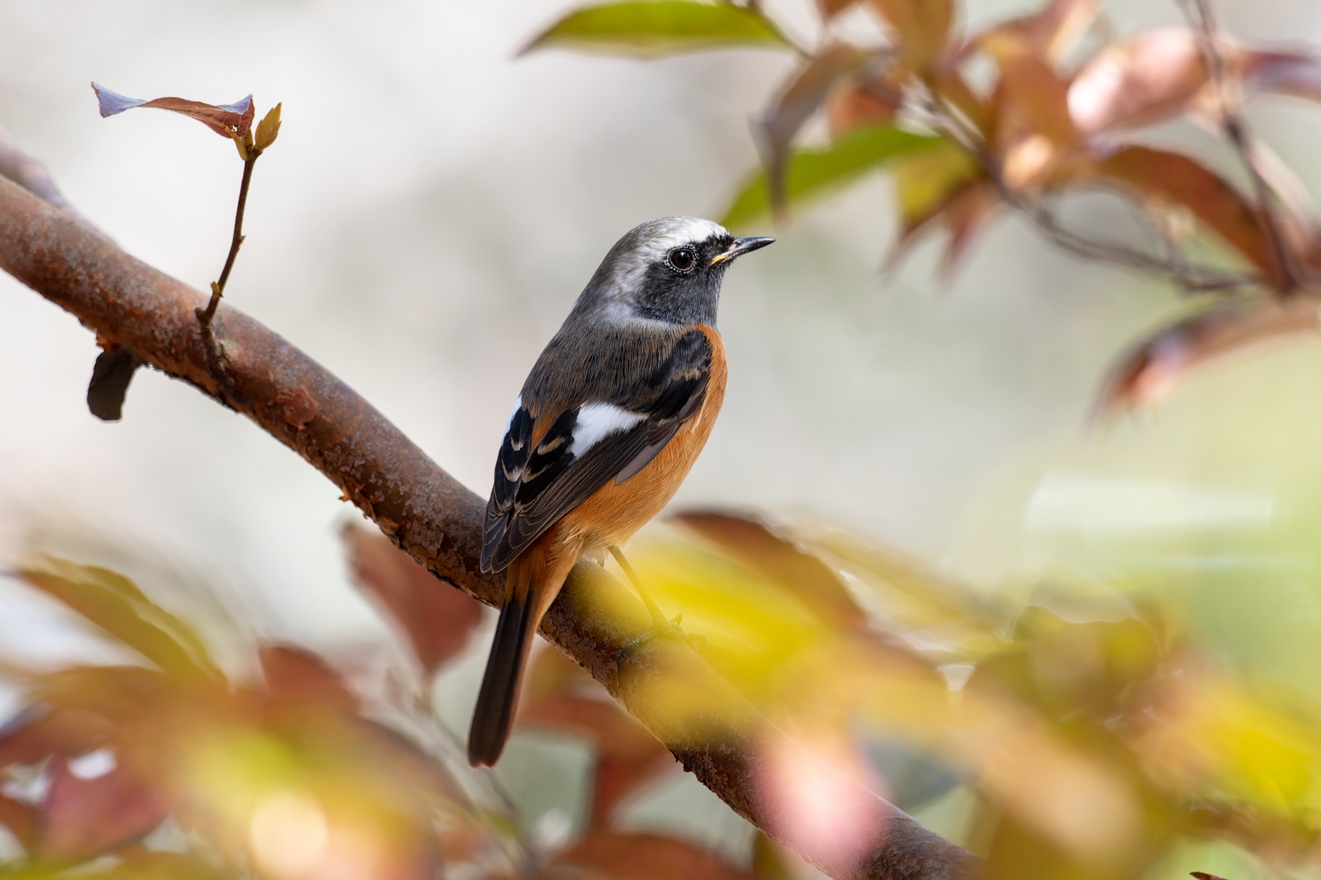 寒川町 寒川広域リサイクルセンター・目久尻川周辺で、野鳥観察会を開催