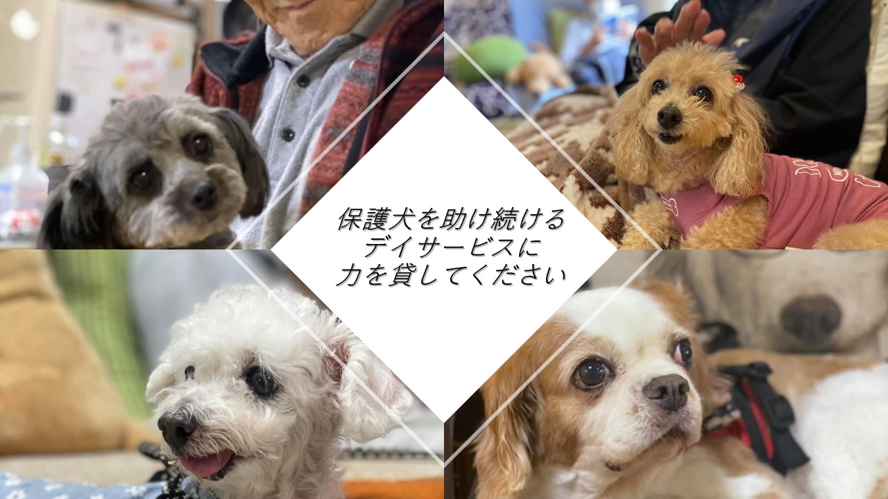 保護犬クラウドファンディング