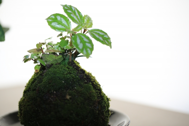 【茅ヶ崎市】「苔玉教室」が開催されます！申し込み受付中です！