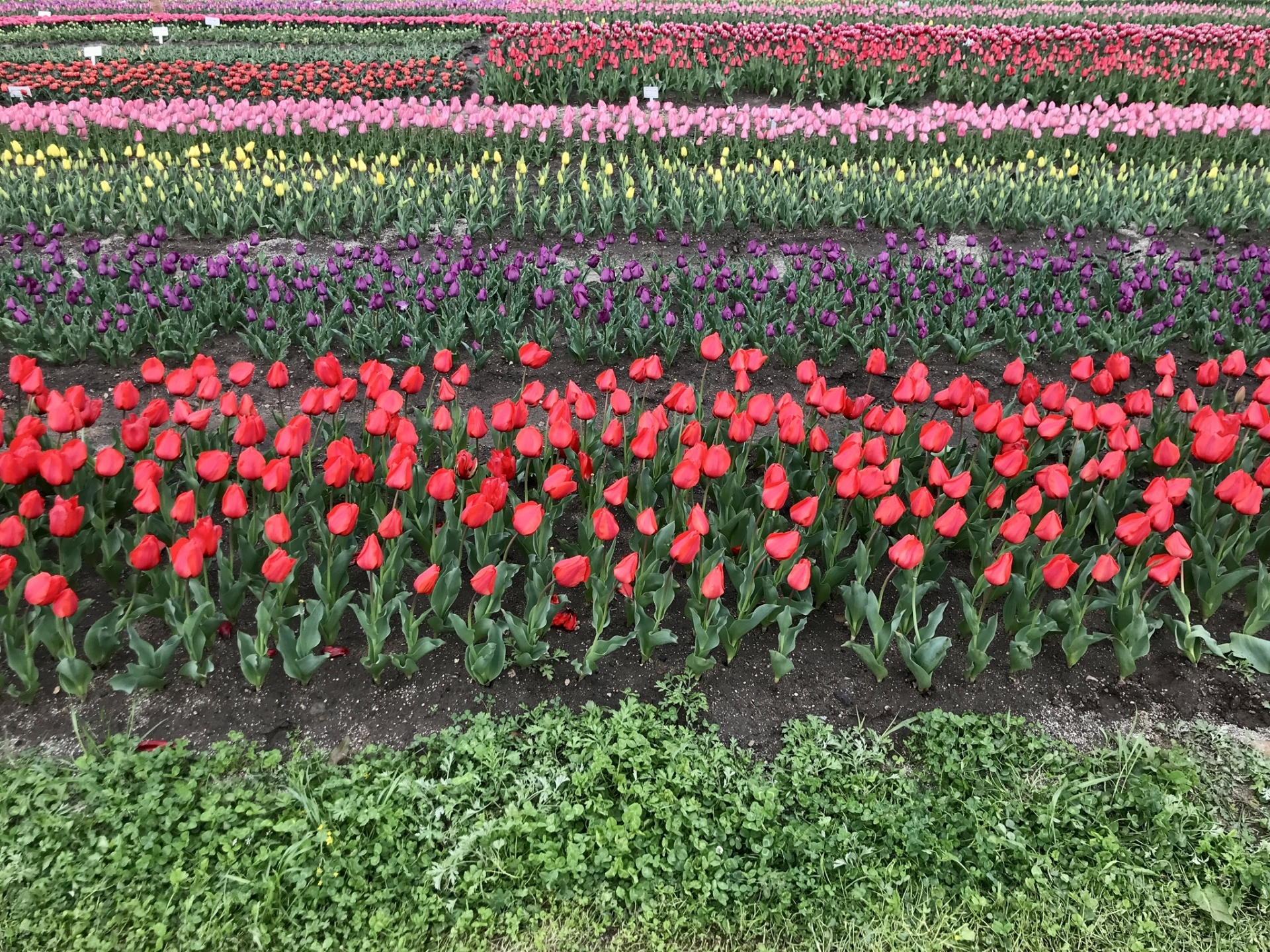 【平塚市】「花菜ガーデン」で「ネイチャーガイド 佐々木知幸氏とガーデンさんぽ」が開催されます！