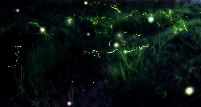 【湯河原町】5/30(火)～6/14(水)万葉公園の水際に蛍が舞う「ほたるの宴」