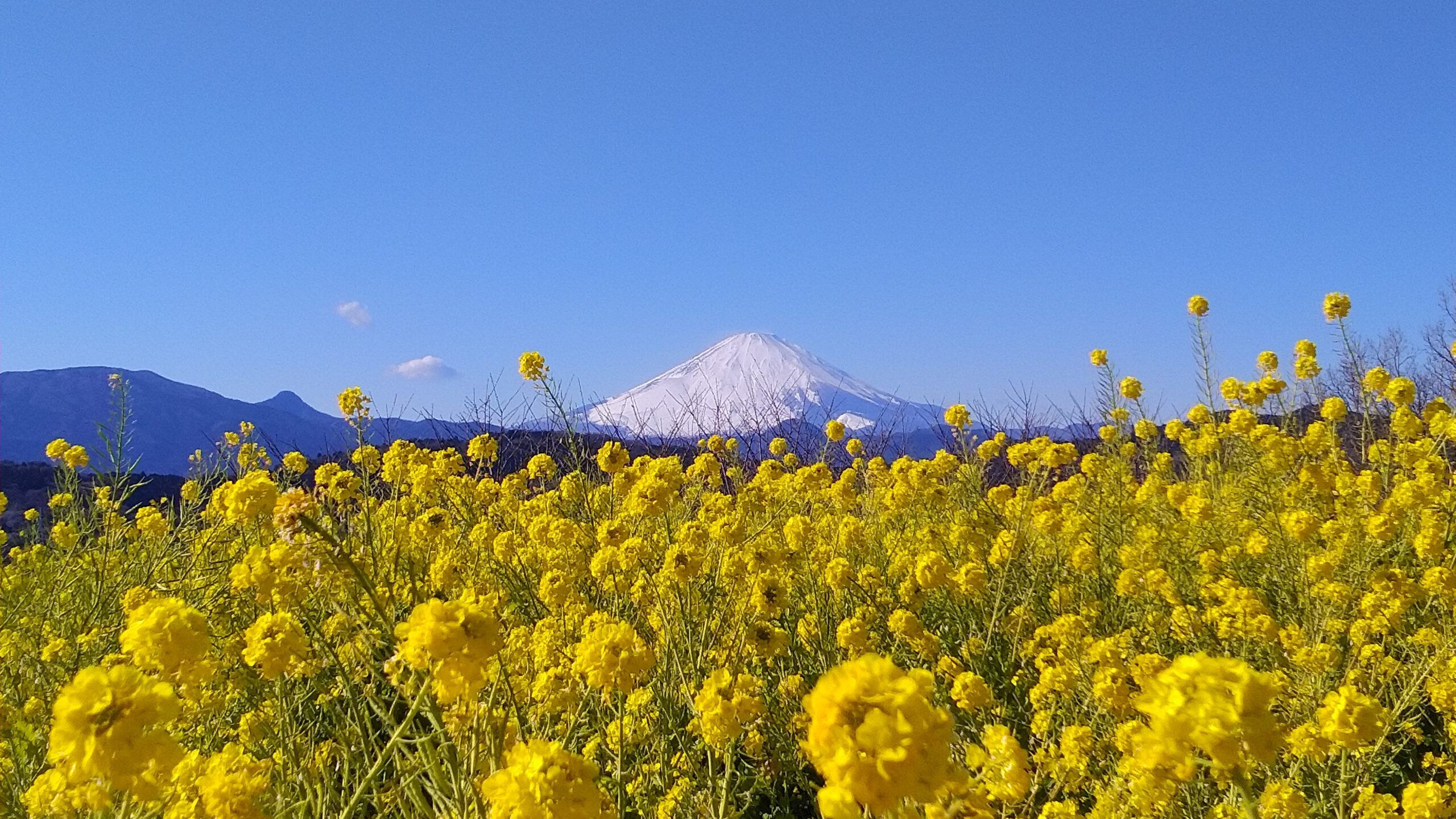 二宮町子育て世帯支援給付金