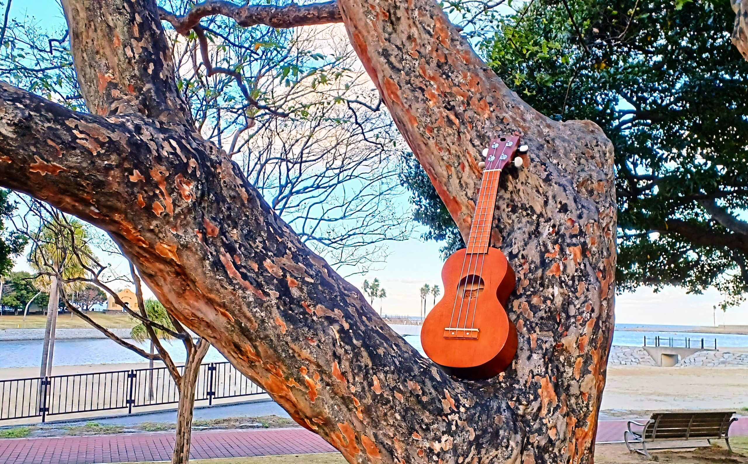 【横須賀市】ソレイユの丘 レアレアウクレレガーデンによる演奏会