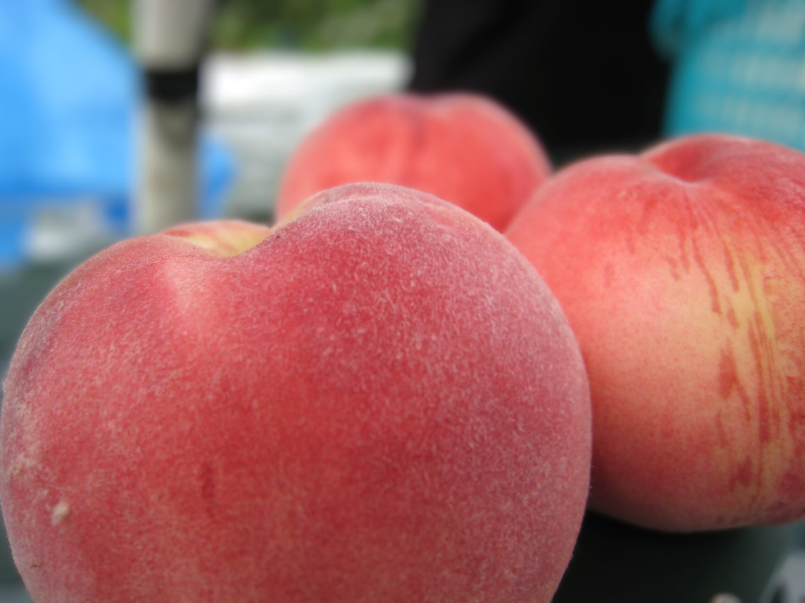 【小田原市】フレスポ小田原シティーモールで桃狩り体験開催！