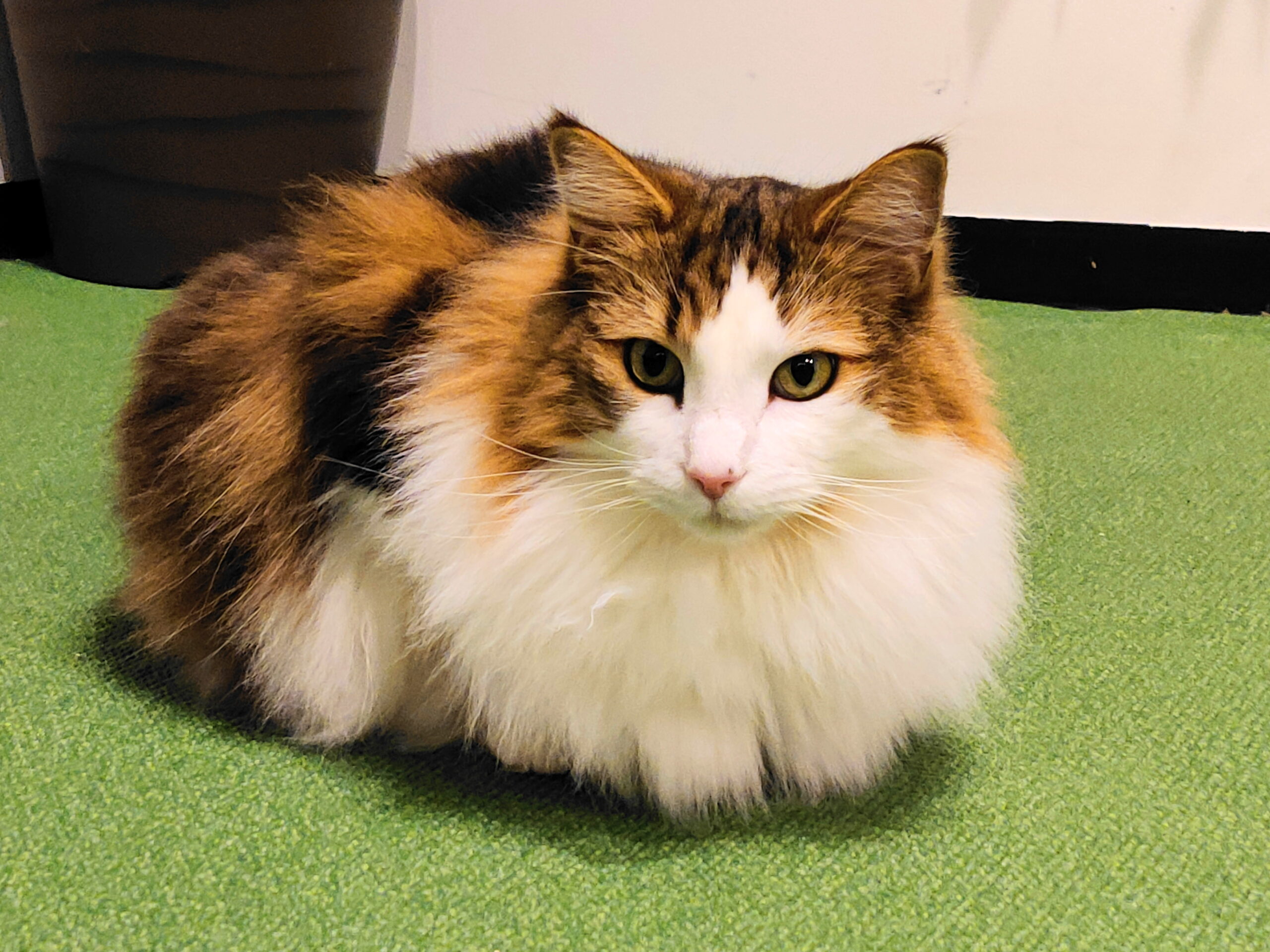 【平塚市】神奈川県動物愛護センターについて学びながら所内を見学する教室を開催