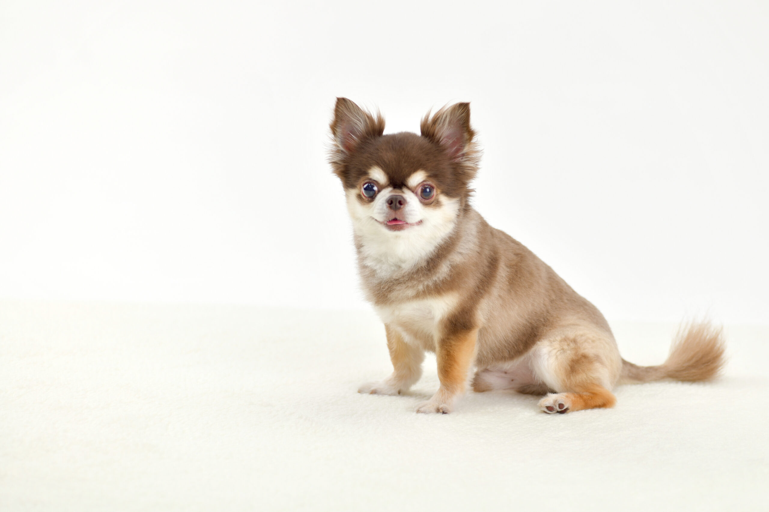 【三浦市】犬連れ歓迎！7月30日「三崎朝市 Special wan day!」が開催